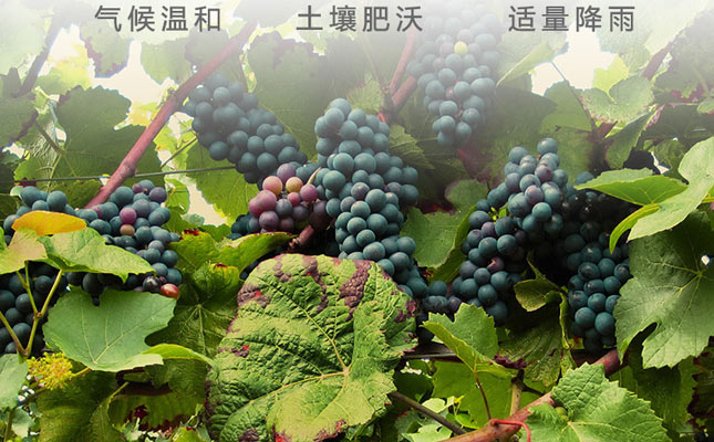 銀川紅酒莊園