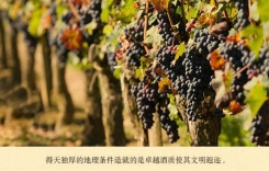 重慶紅酒網(wǎng)-智利葡萄酒科金博大區(qū)Coquimbo Regions